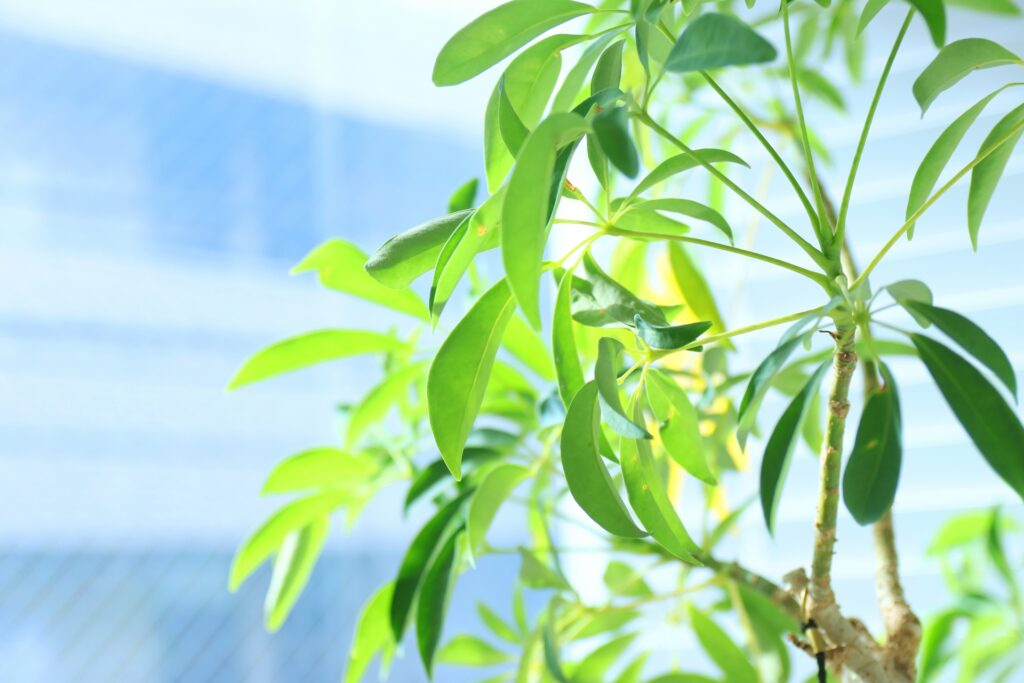 観葉植物
