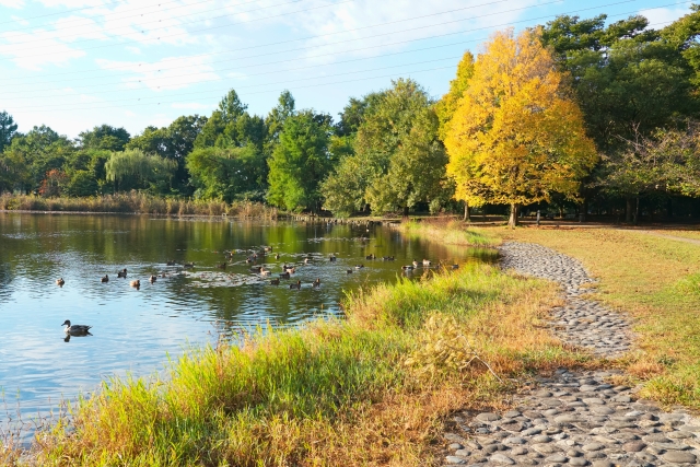 秋晴れの見沼自然公園
